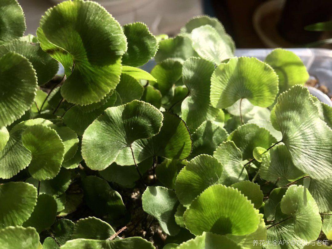「中国质量万里行」这6种花油绿又茂盛，比绿萝还好看，卫生间里都能养得活！