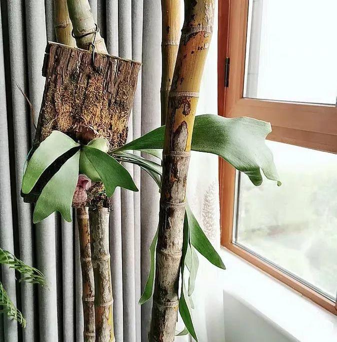 「中国质量万里行」这6种花油绿又茂盛，比绿萝还好看，卫生间里都能养得活！