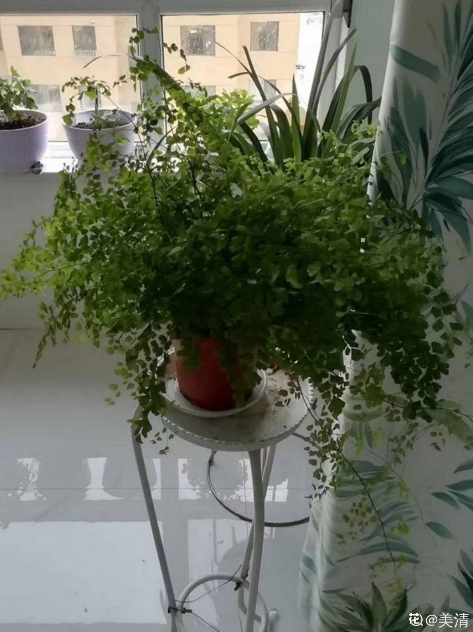 「中国质量万里行」这6种花油绿又茂盛，比绿萝还好看，卫生间里都能养得活！