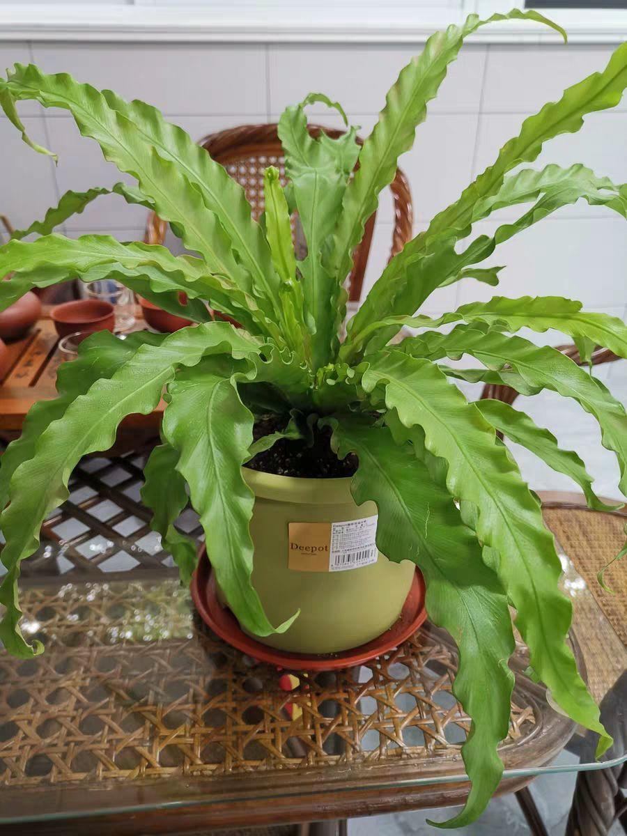 「中国质量万里行」这6种花油绿又茂盛，比绿萝还好看，卫生间里都能养得活！