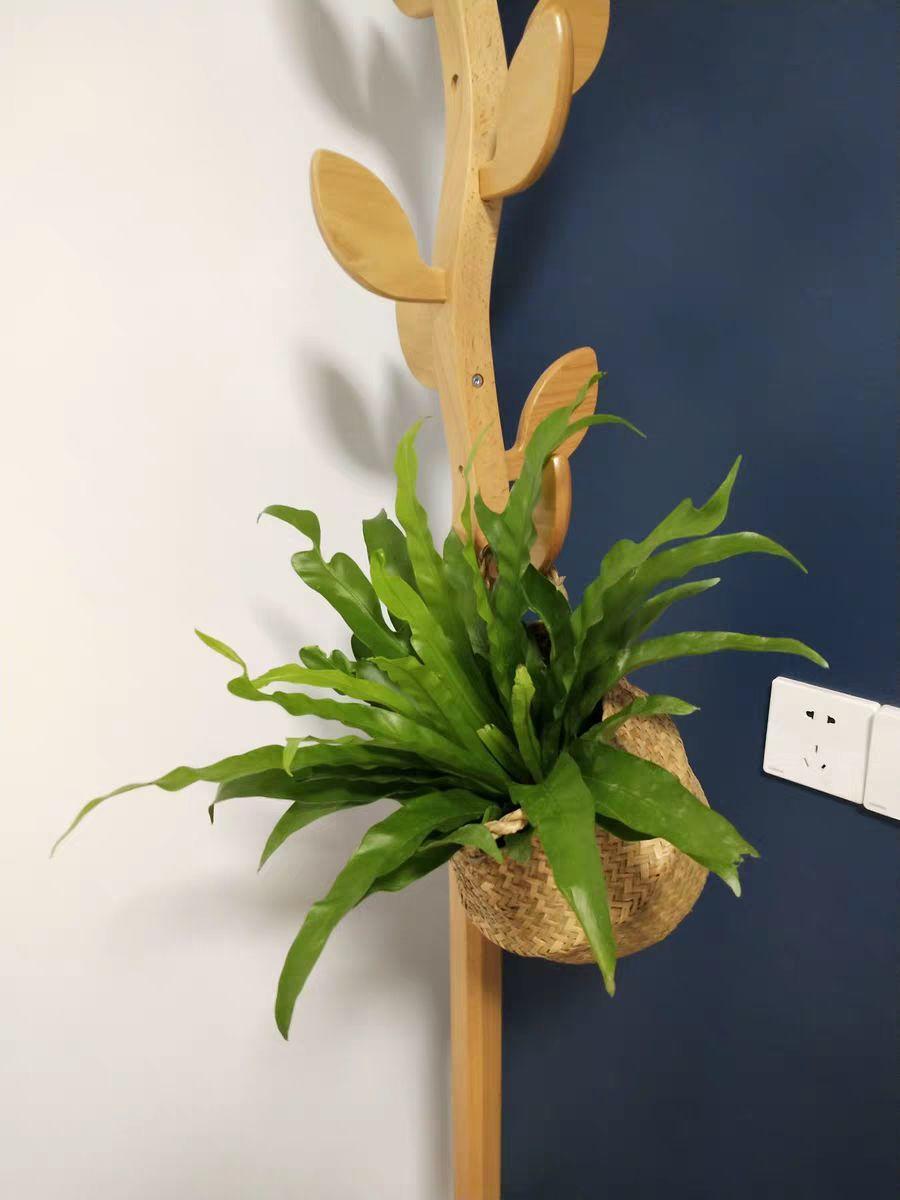 「中国质量万里行」这6种花油绿又茂盛，比绿萝还好看，卫生间里都能养得活！