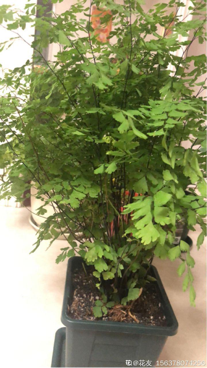 「中国质量万里行」这6种花油绿又茂盛，比绿萝还好看，卫生间里都能养得活！