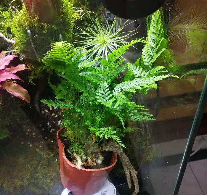 「中国质量万里行」这6种花油绿又茂盛，比绿萝还好看，卫生间里都能养得活！