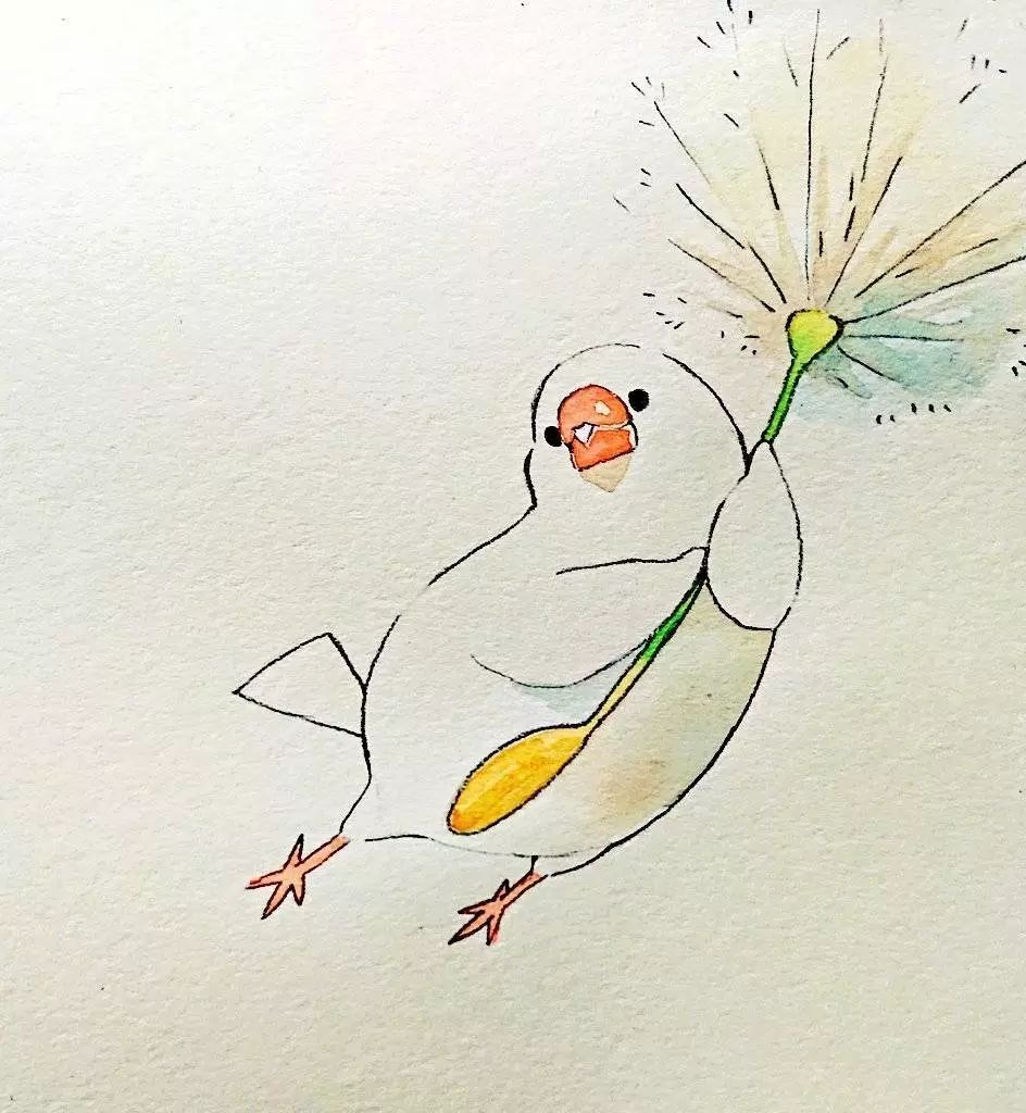 插画皮皮又可爱的文鸟