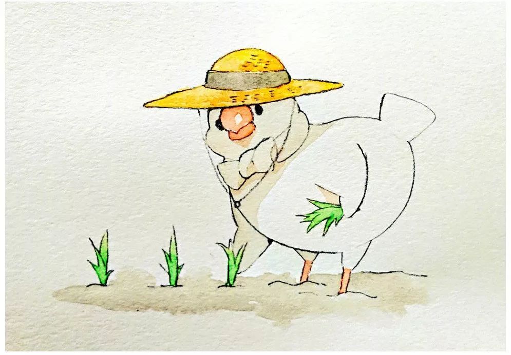 插画皮皮又可爱的文鸟