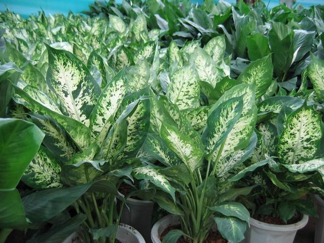 万年青四季常绿果实红火花色淡黄居家养护好选择