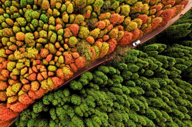 油画的形式出现 也会令人惊叹这个画家用色大胆 一边是暖黄色的水杉林