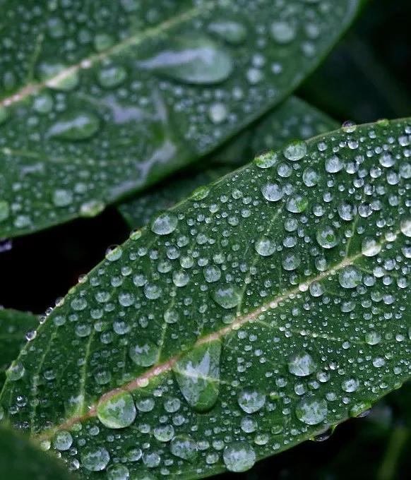 经济日报■今日寒露丨袅袅凉风动，凄凄寒露零
