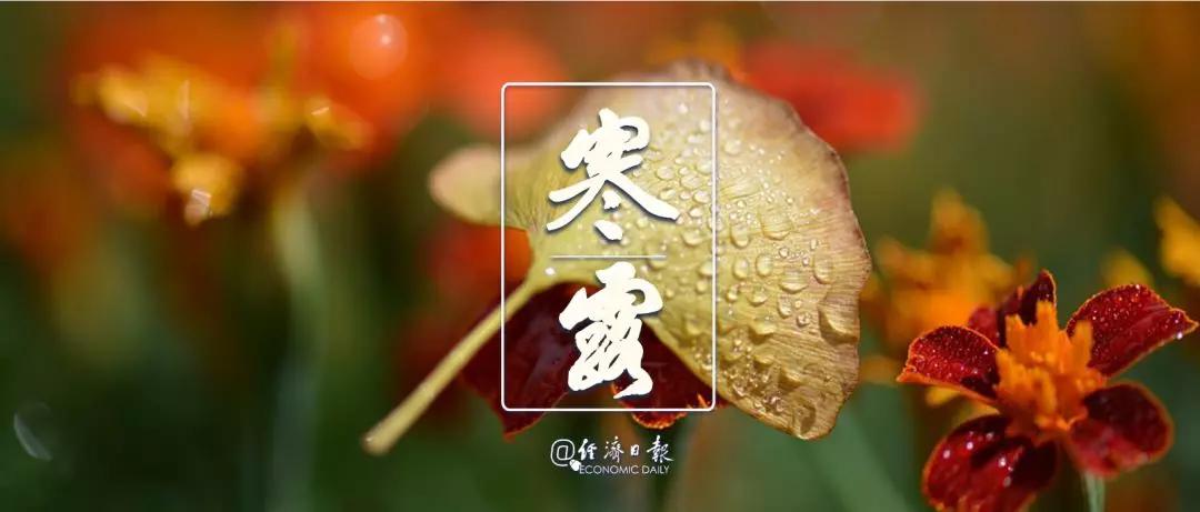 经济日报■今日寒露丨袅袅凉风动，凄凄寒露零