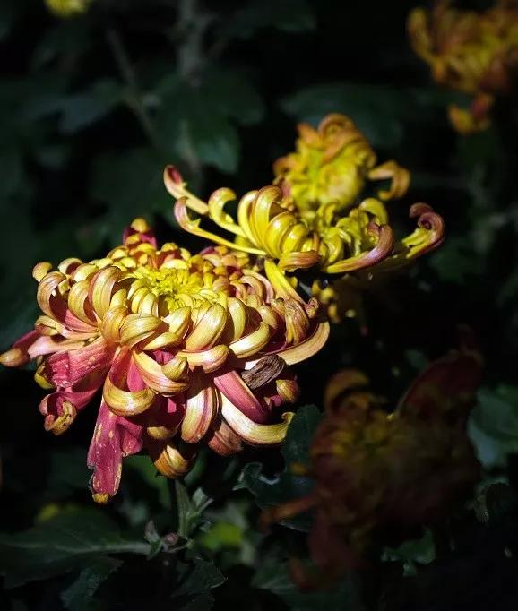 经济日报■今日寒露丨袅袅凉风动，凄凄寒露零