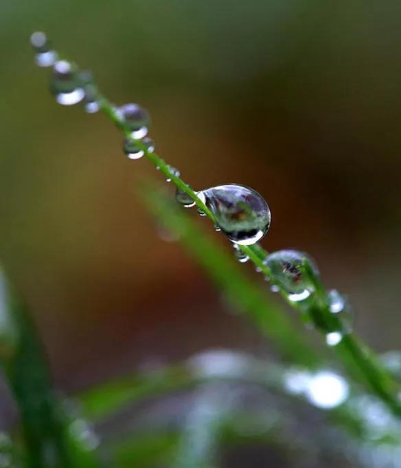 经济日报■今日寒露丨袅袅凉风动，凄凄寒露零