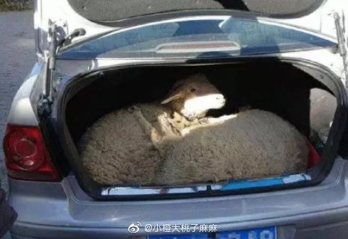 荆楚网■“妈，真的塞不下了……” “还能再塞点！”