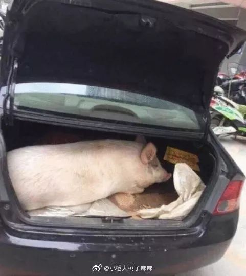 荆楚网■“妈，真的塞不下了……” “还能再塞点！”