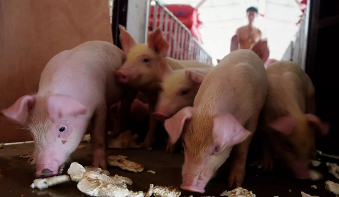 中国质量万里行■凭票才能买肉？肉价何时能稳？答案都在这里