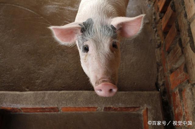 #工作生活所遇的那些事#农民创业养殖项目中的四个大坑不要去踩，否则血亏