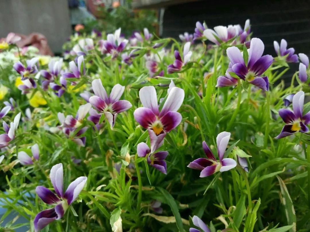 「养花大全」5种香水花，一间房摆一盆，满屋子都是香味！