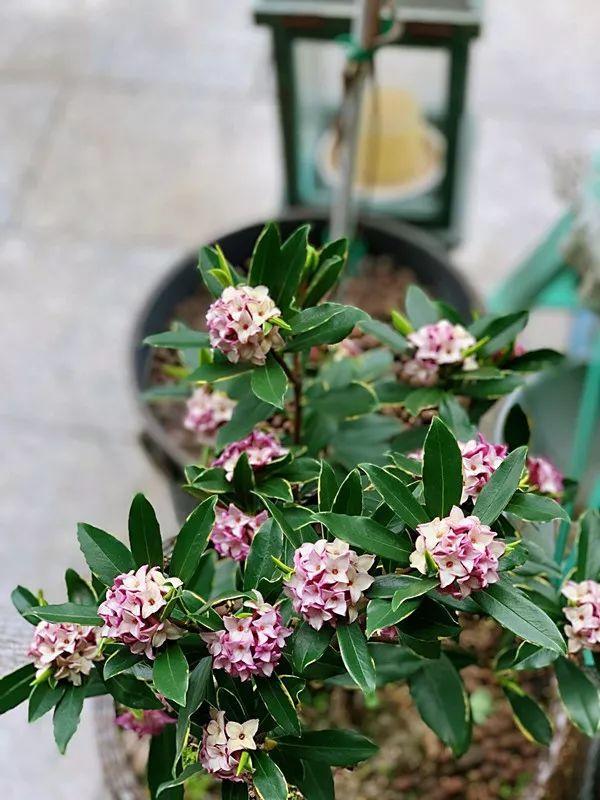 「养花大全」5种香水花，一间房摆一盆，满屋子都是香味！
