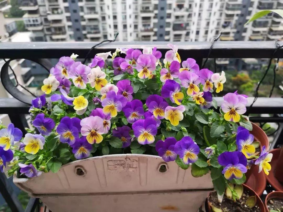 「养花大全」5种香水花，一间房摆一盆，满屋子都是香味！