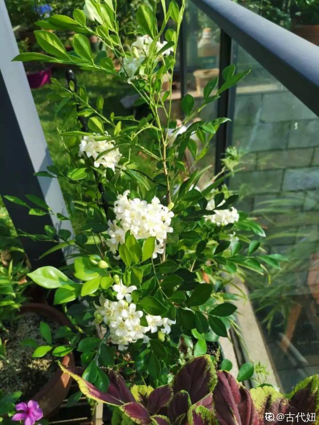 「养花大全」5种香水花，一间房摆一盆，满屋子都是香味！