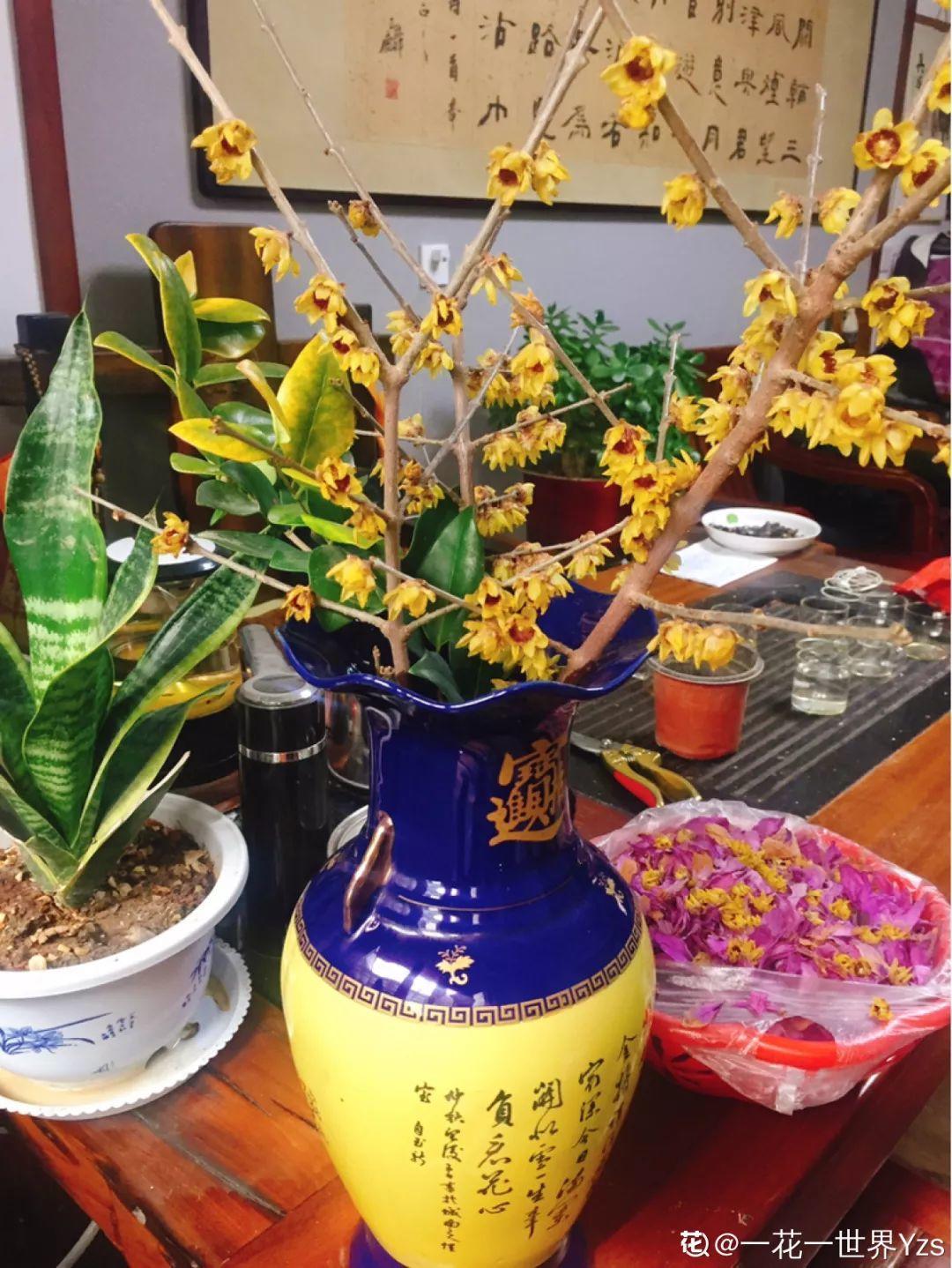 「养花大全」5种香水花，一间房摆一盆，满屋子都是香味！