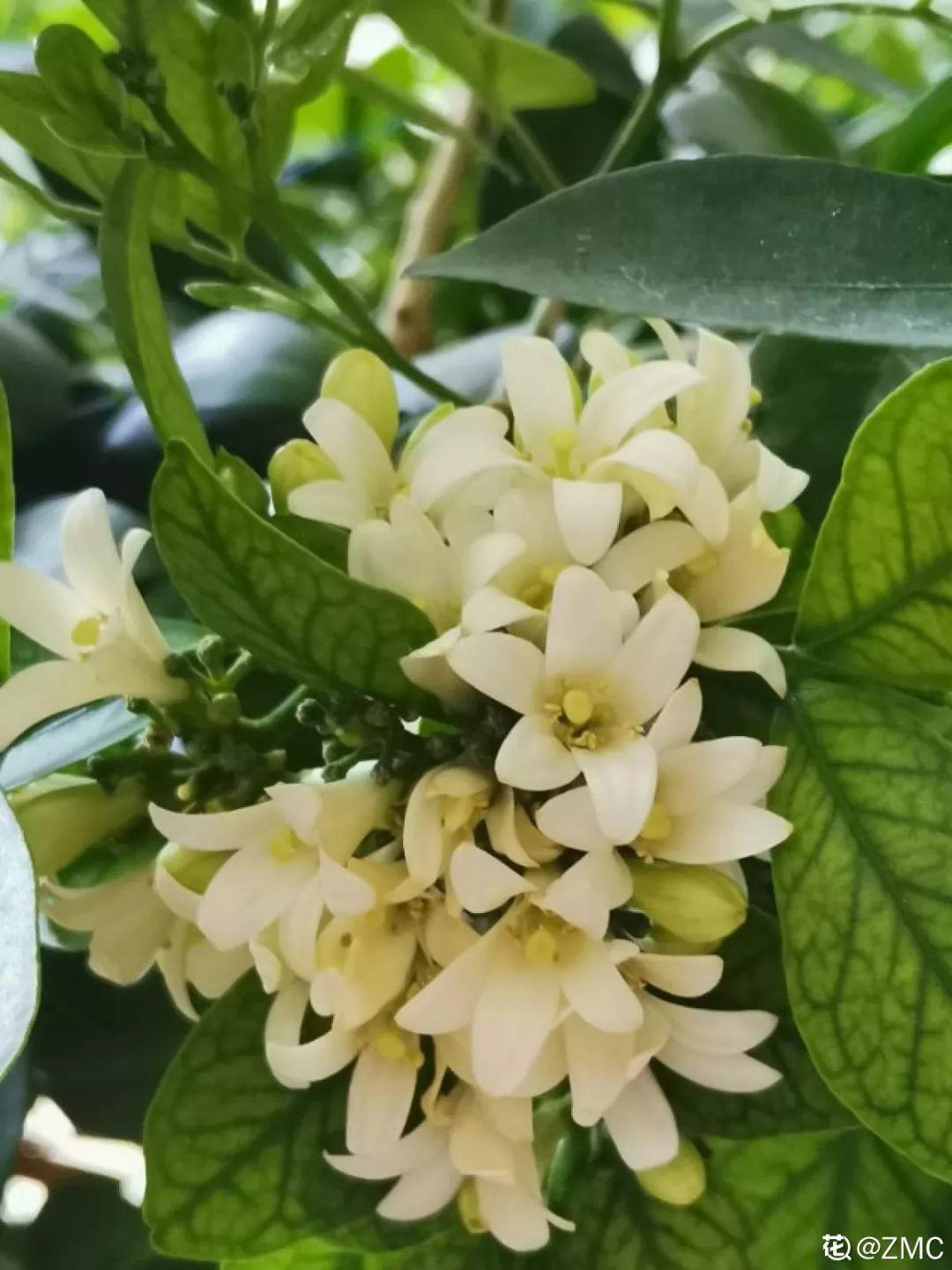 「养花大全」5种香水花，一间房摆一盆，满屋子都是香味！