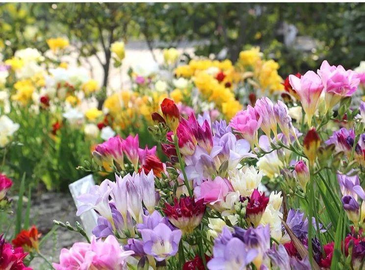 「养花大全」5种香水花，一间房摆一盆，满屋子都是香味！