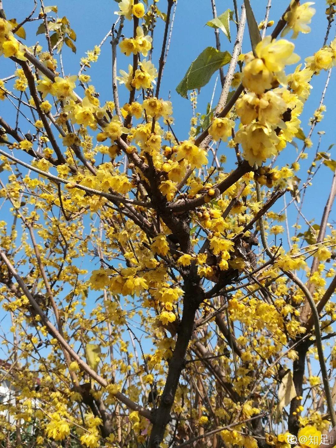 「养花大全」5种香水花，一间房摆一盆，满屋子都是香味！