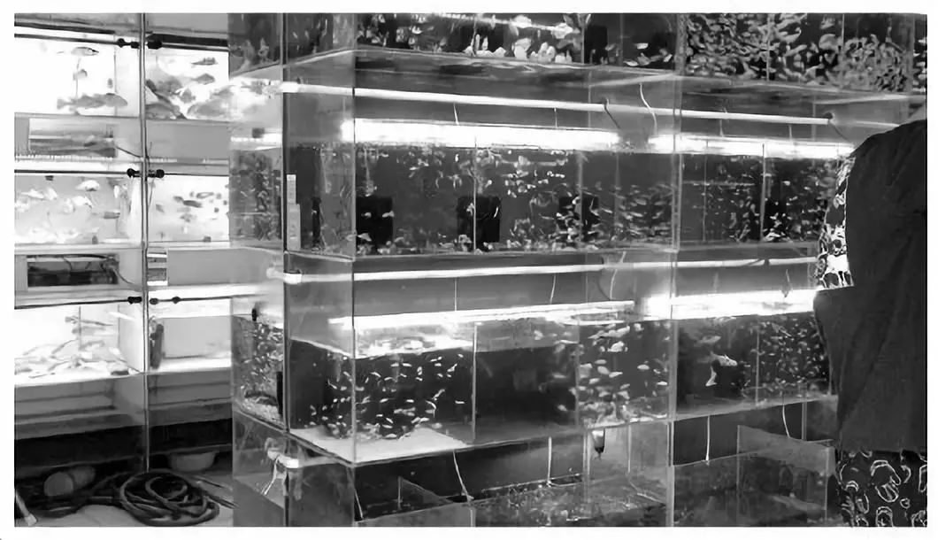 「海关发布」夜读海关｜天津海关截获有害生物；上海海关破案值逾亿元水族用品走私案