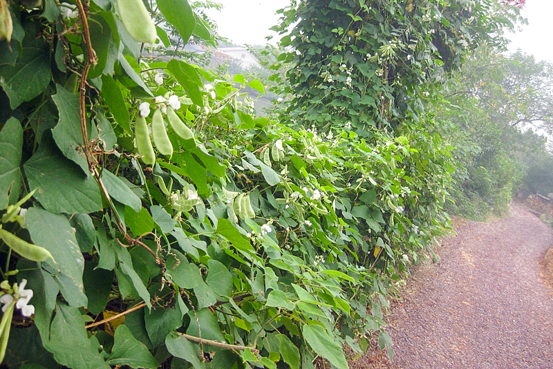 俗称峨眉豆,一棵能结上千个,种2棵结成瀑布墙,来年吃不完