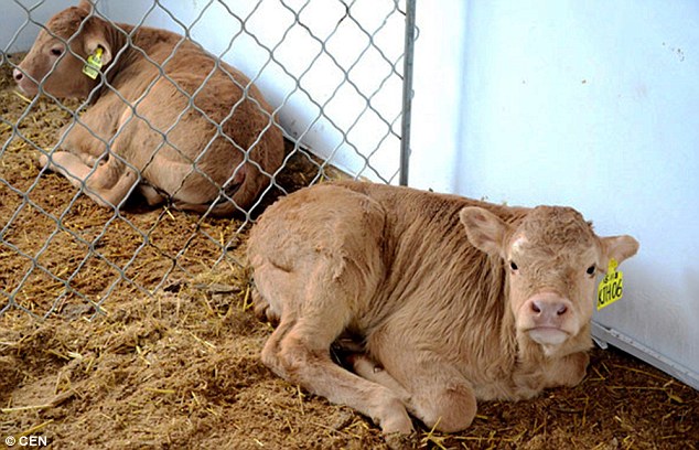 世界第一头克隆牛卡加自然死亡活过平均寿命