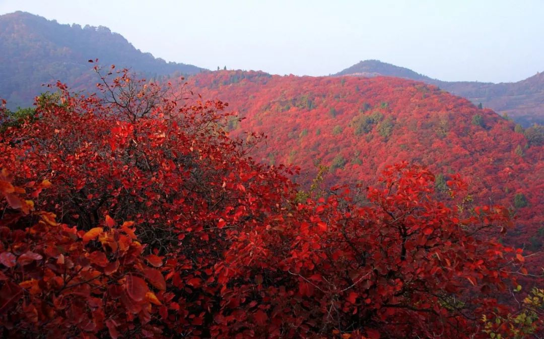 香山赏红叶让我们一起邂逅韩城最美季节