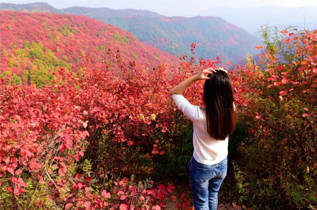 香山赏红叶让我们一起邂逅韩城最美季节