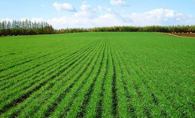 有了多年的小麦种植经验之后,基本上就能对当地的小麦品种情况有所