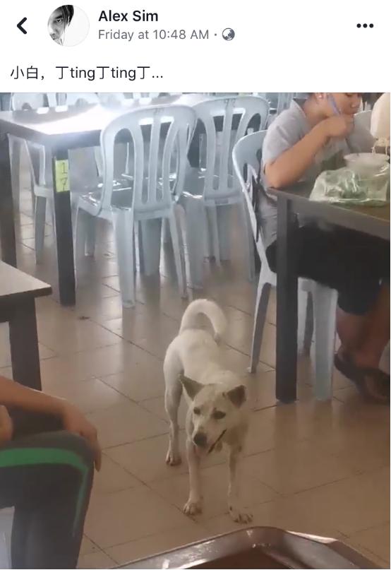 「半岛晨报」小狗每天来店“点餐”打包回去和朋友一起吃，好心店主走红