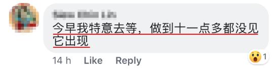 「半岛晨报」小狗每天来店“点餐”打包回去和朋友一起吃，好心店主走红