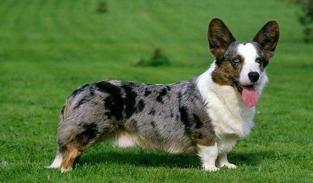 动物界的萌神威尔士柯基犬它还有一个名字叫电臀