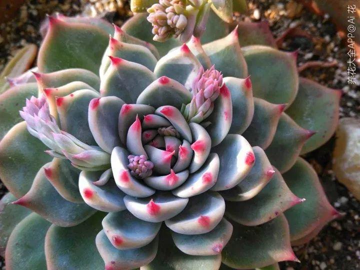 养花大全■多肉开花也能是好事儿？别剪了，还能卖个大价钱！