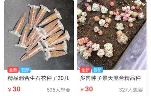 养花大全■多肉开花也能是好事儿？别剪了，还能卖个大价钱！