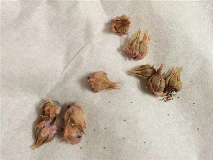 养花大全■多肉开花也能是好事儿？别剪了，还能卖个大价钱！
