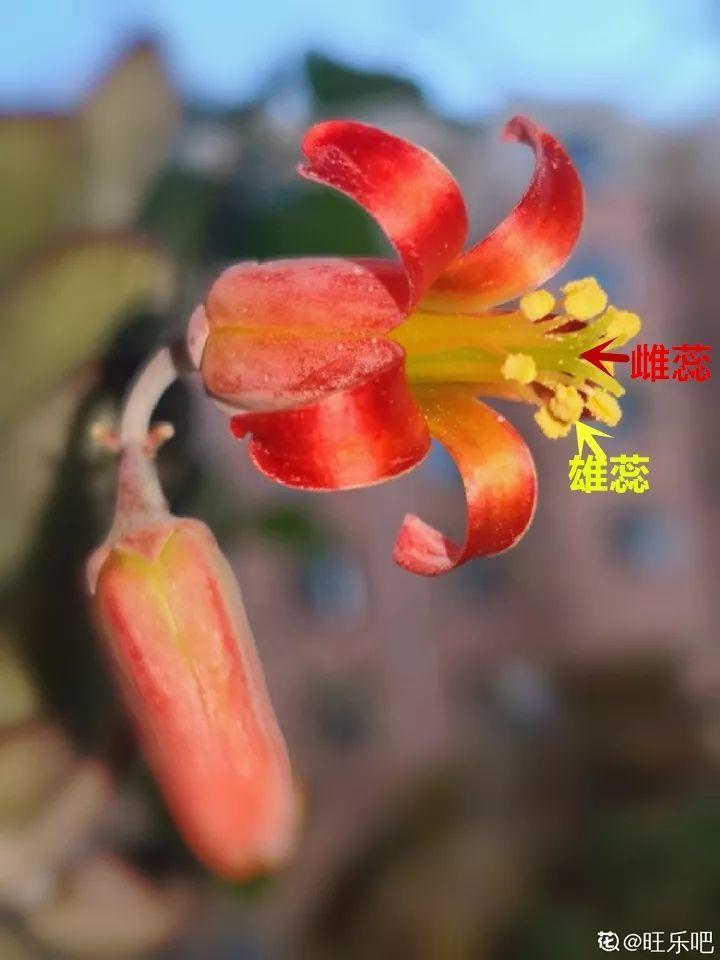 养花大全■多肉开花也能是好事儿？别剪了，还能卖个大价钱！