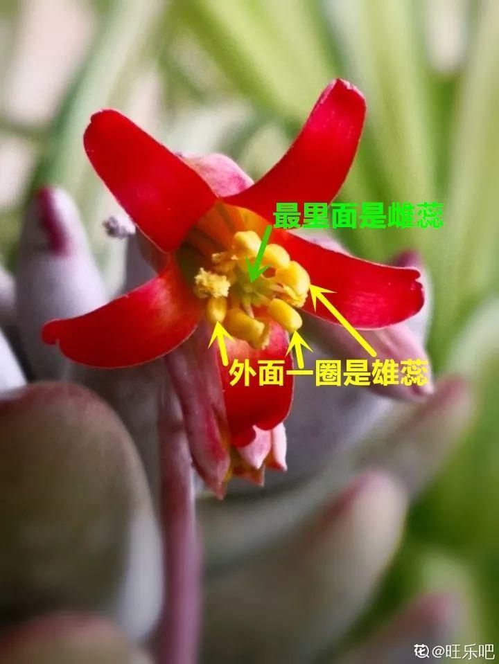 养花大全■多肉开花也能是好事儿？别剪了，还能卖个大价钱！