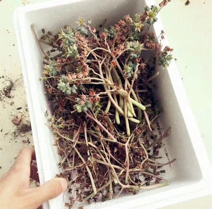 养花大全■多肉开花也能是好事儿？别剪了，还能卖个大价钱！