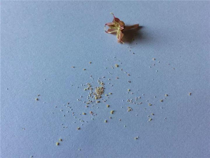 养花大全■多肉开花也能是好事儿？别剪了，还能卖个大价钱！