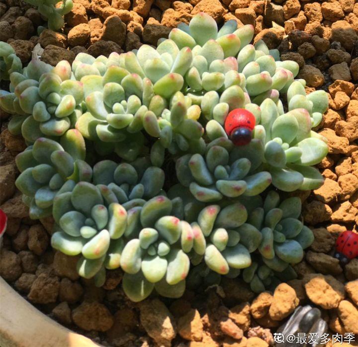 养花大全■多肉开花也能是好事儿？别剪了，还能卖个大价钱！