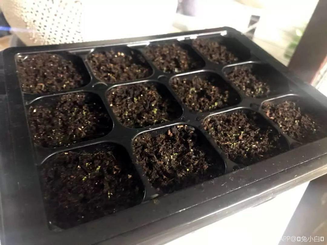 养花大全■多肉开花也能是好事儿？别剪了，还能卖个大价钱！