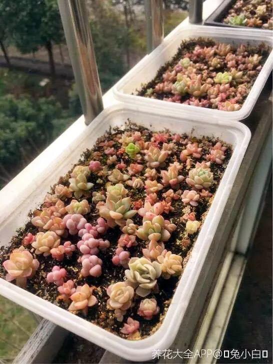 养花大全■多肉开花也能是好事儿？别剪了，还能卖个大价钱！