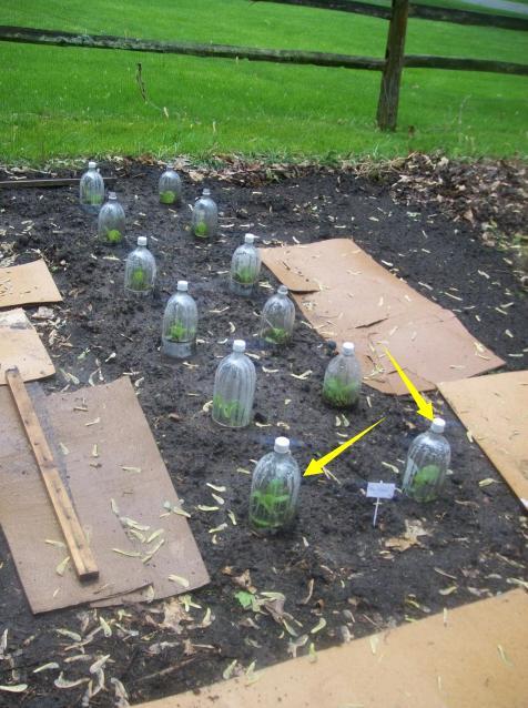 把别人喝完的塑料瓶捡回家放露天的院子里一个个插土里再种菜