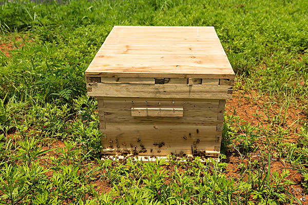蜂箱外面看蜂主要是看什么
