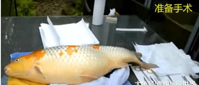 #中国质量万里行#男子花5万元给锦鲤鱼做手术，术后医生说：三天别碰水