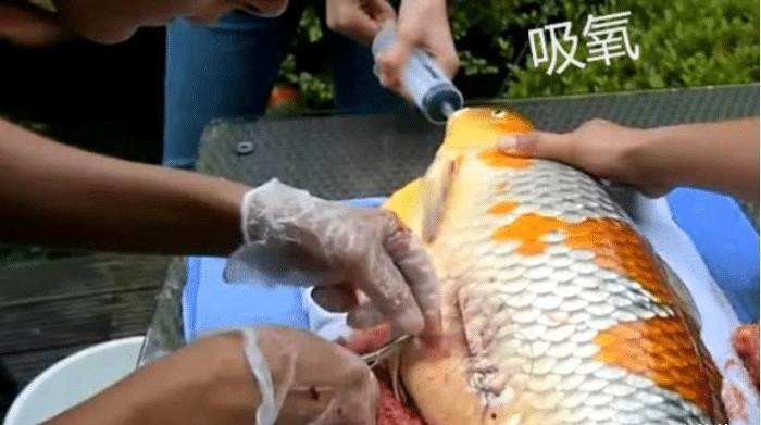 #中国质量万里行#男子花5万元给锦鲤鱼做手术，术后医生说：三天别碰水